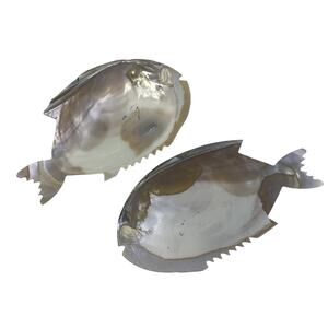 Hand Carved Iridescent Tropical Fish Shaped Clam Shells & Bonus Barnacle Shells